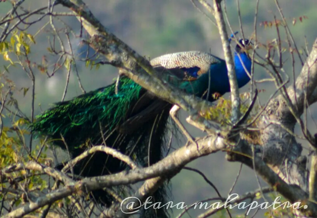  Picture courtesy: Tara Mahapatra 