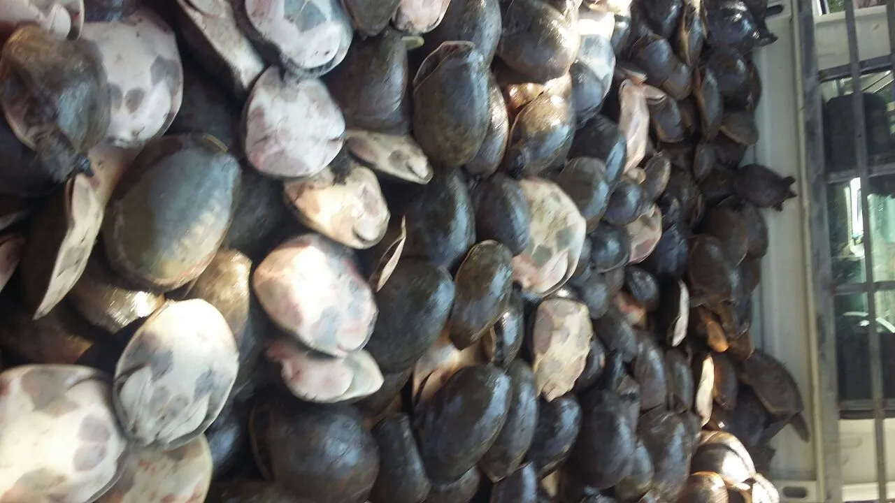  In Pics: Over 1400 freshwater turtles seized in Odisha's Malkangiri
