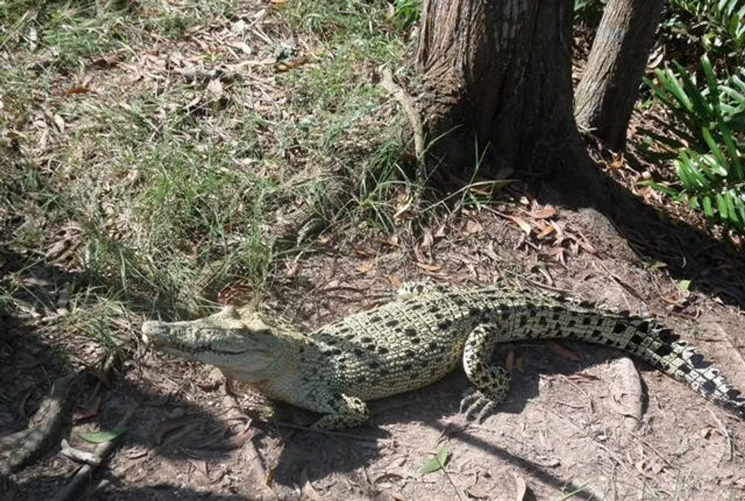  15 'Gori' crocodiles sighted in Odisha's Bhitarkanika