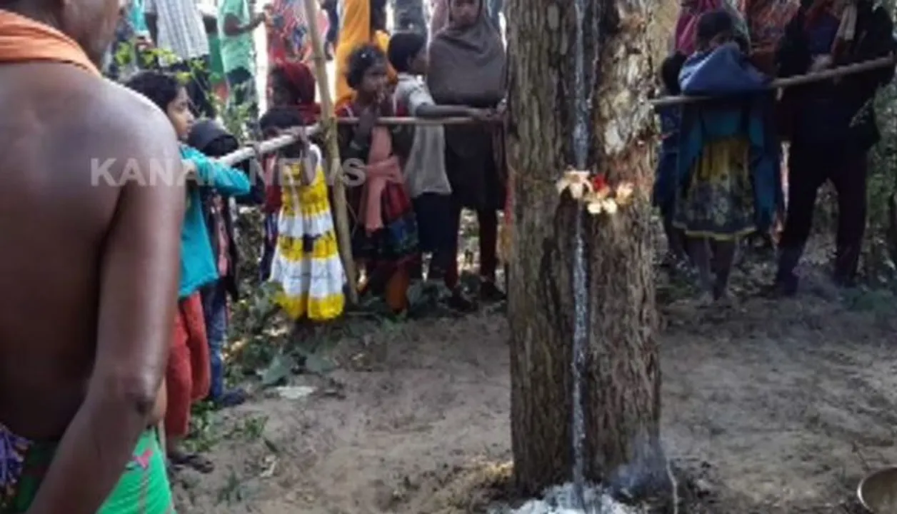  Hundreds queue up to worship ‘miracle’ neem tree in Odisha