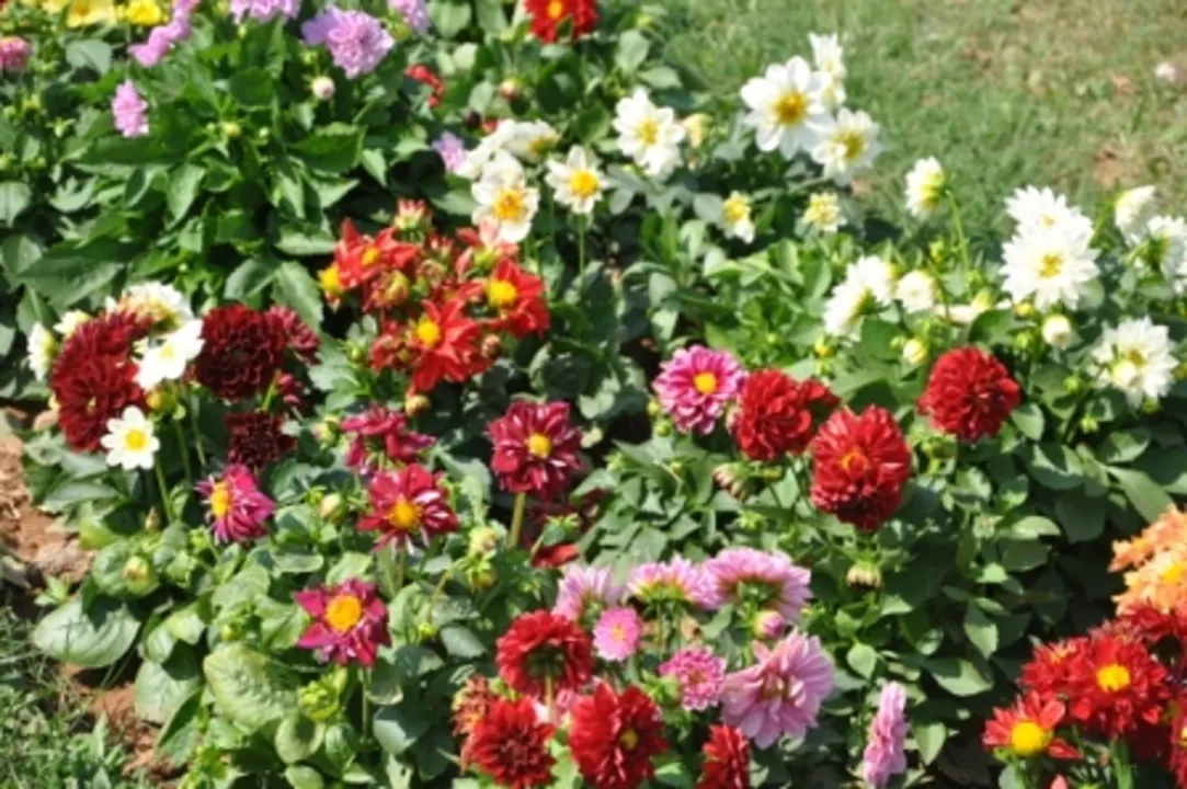  Odisha Raj Bhavan garden to open for public from Jan 8