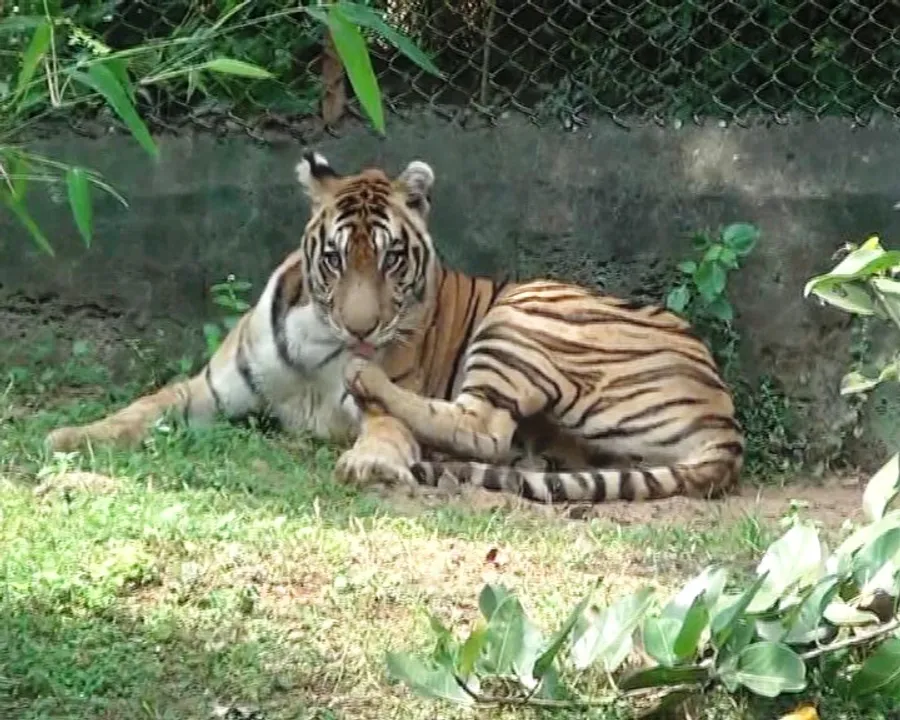  Tigress gives birth to 2 cubs on her B'day in Odisha's Nandankanan zoo