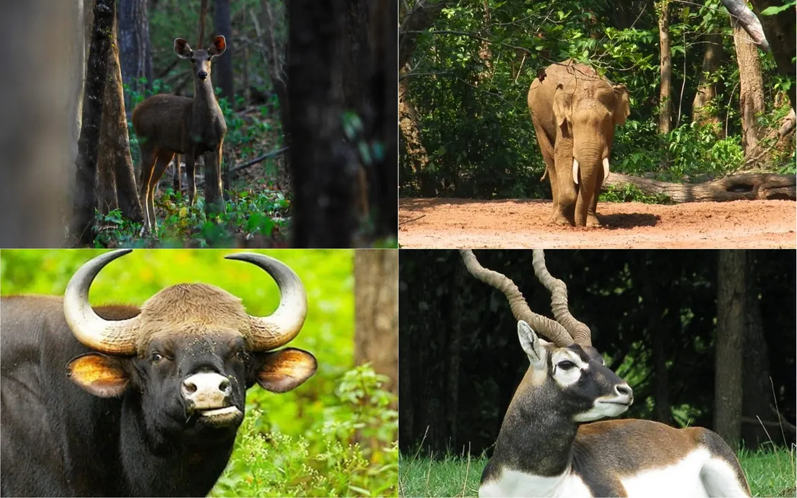  Odisha's lesser-known wildlife sanctuaries call out to tired souls seeking adventure