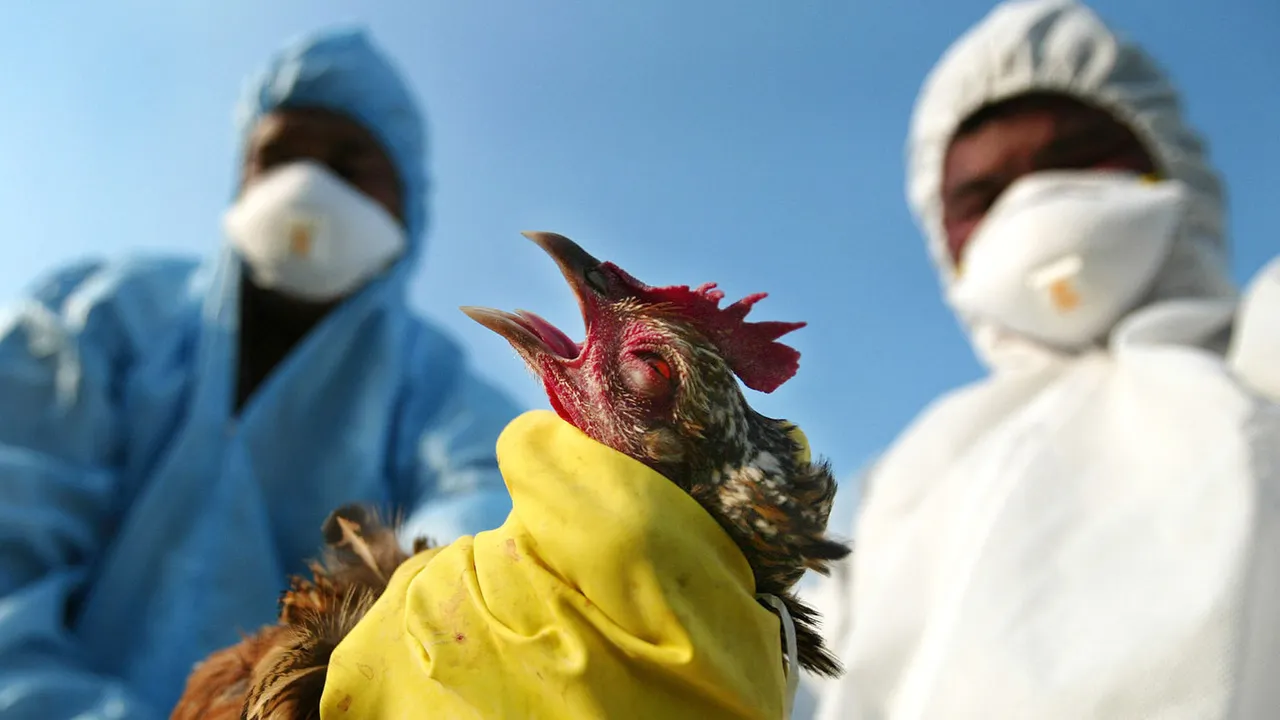  Bird flu detected in Odisha's Paradip, chicken culling begins