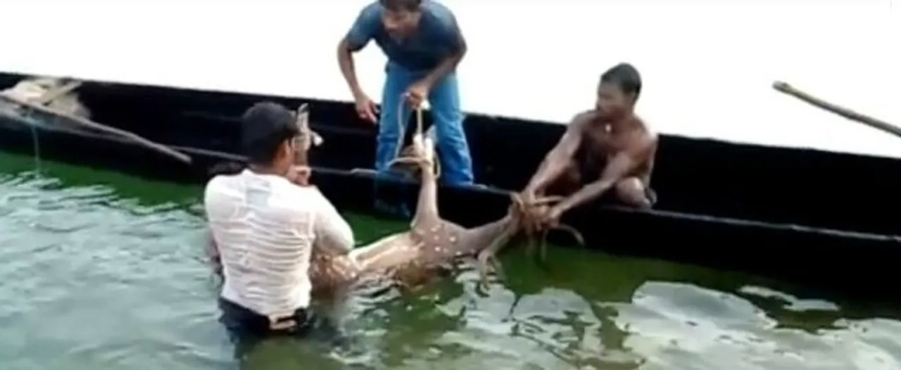  Deer rescued from Mahanadi River in Odisha