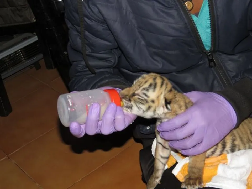  Have first glimpse of newborn tiger cub at Odisha's Nandankanan