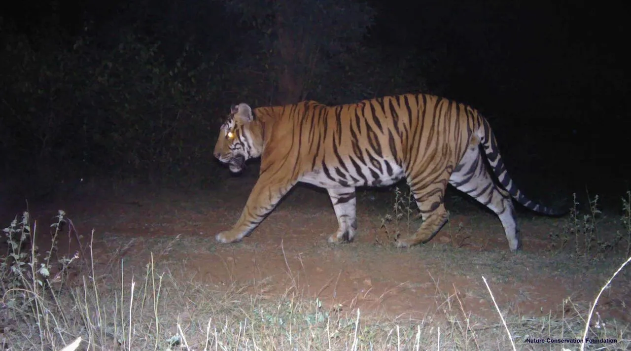  Odisha cannot be blamed alone for ‘failure of tiger translocation’