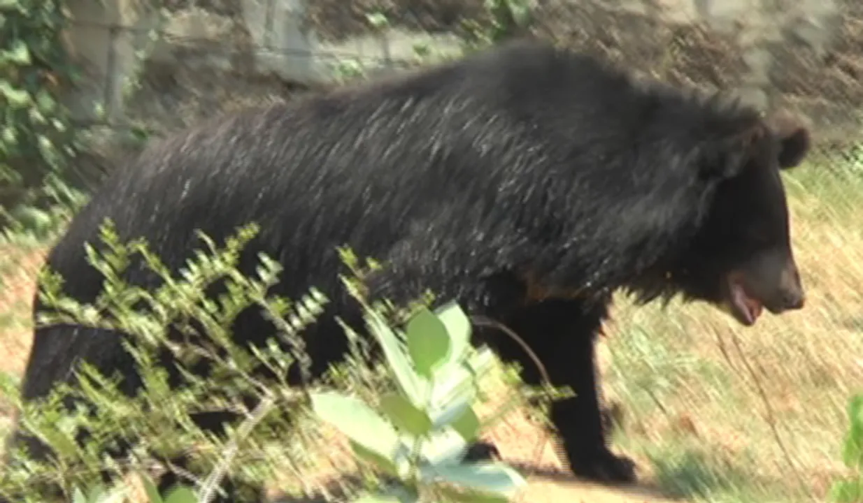  Ailing Himalayan black bear dies at Odisha's Nandankanan zoo