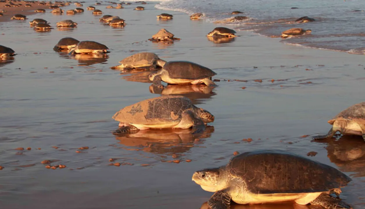  Odisha gears up for conservation of Olive Ridley turtles