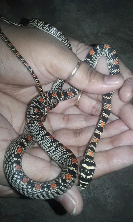  Surprise visitor! Rare flying snake rescued in Odisha