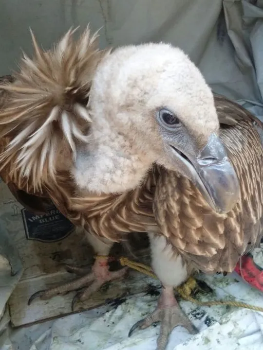  Rare species of vulture brought to Odisha zoo