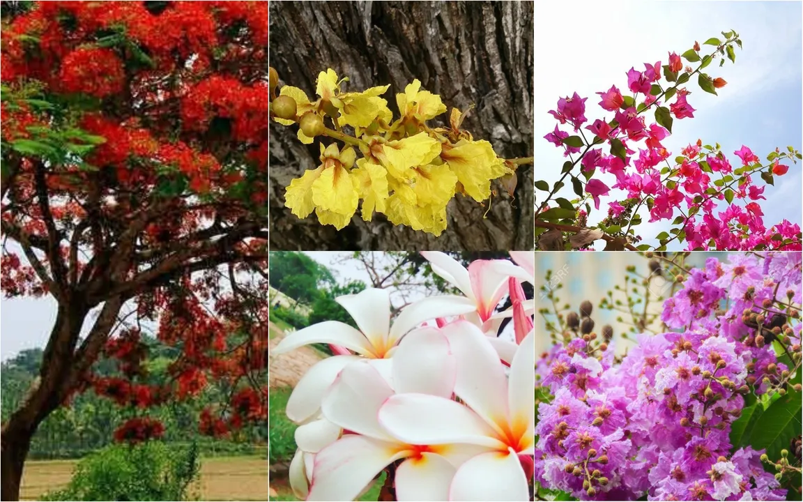  Odisha capital draped in summer blooms!