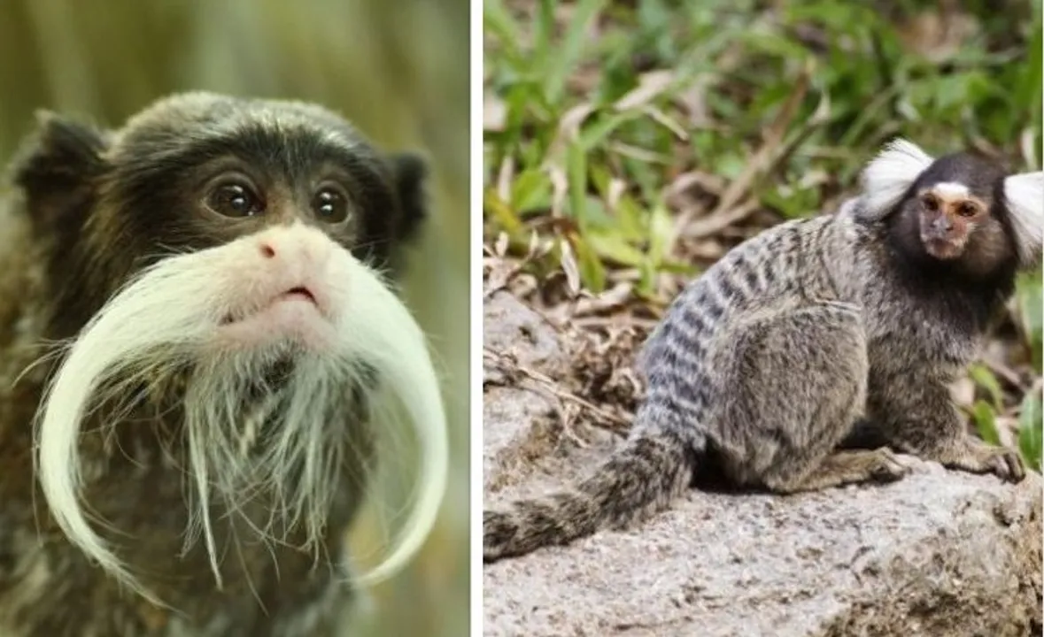  Tamarin (left) and Marmoset (right) 