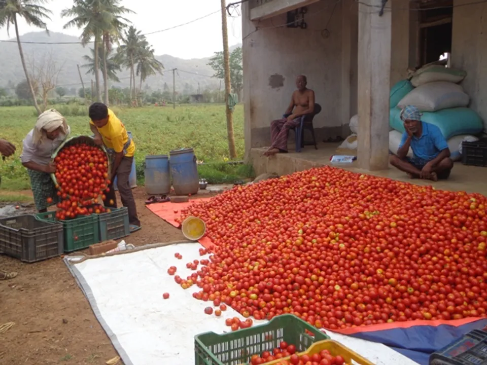  Farmers resort to distress sale of tomatoes in Odisha. Know why
