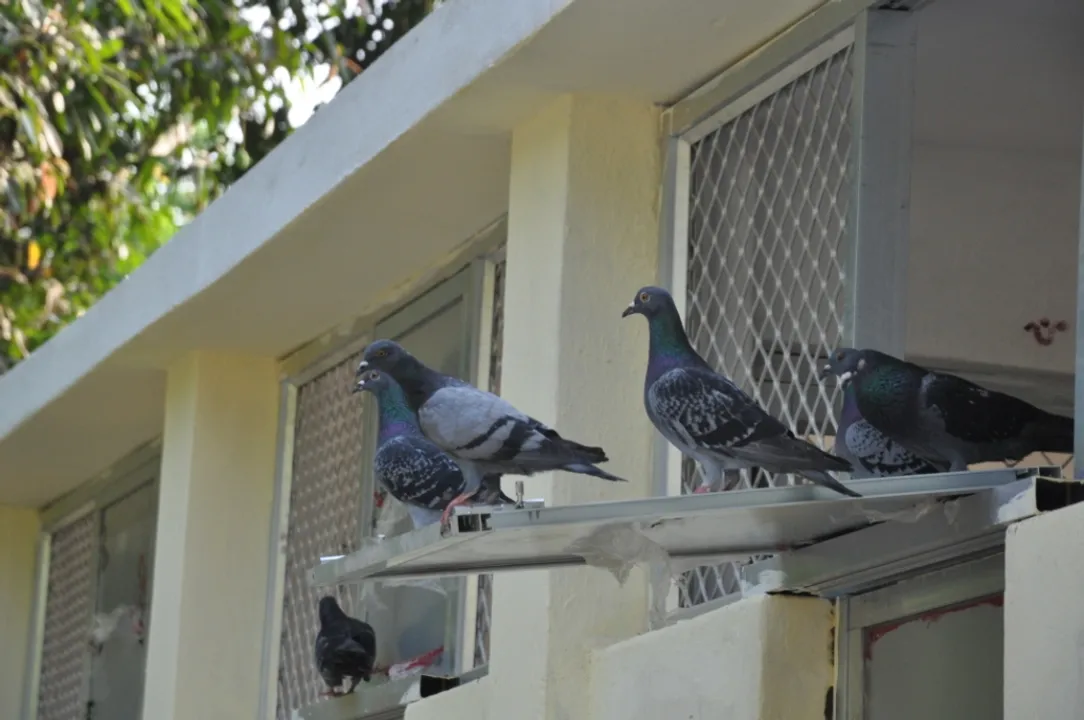  Two pigeons inside plane at Ahmedabad airport create flutter