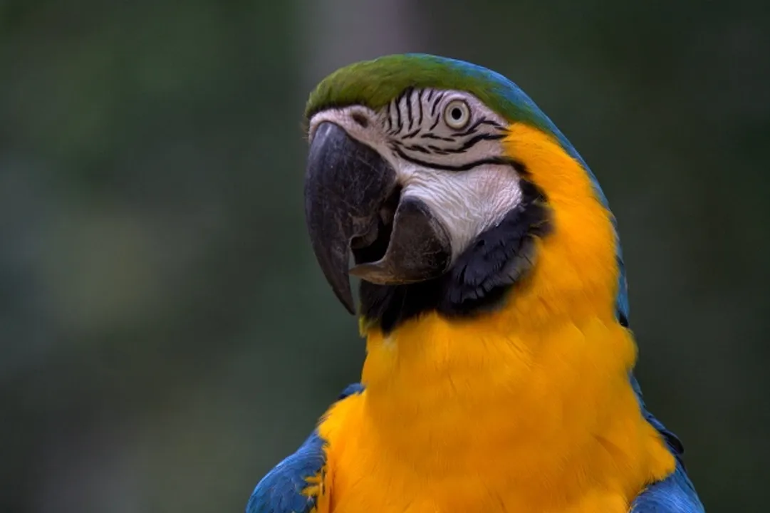  Blue-and-yellow macaw species becomes extinct in Odisha zoo