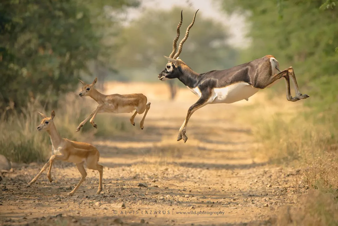  Picture Courtesy: Wild Photography/ Facebook 