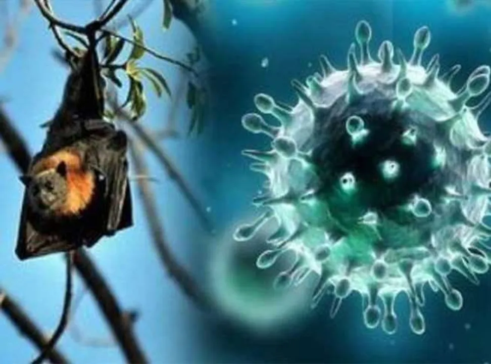  Odisha takes precautionary measures to tackle Nipah virus
