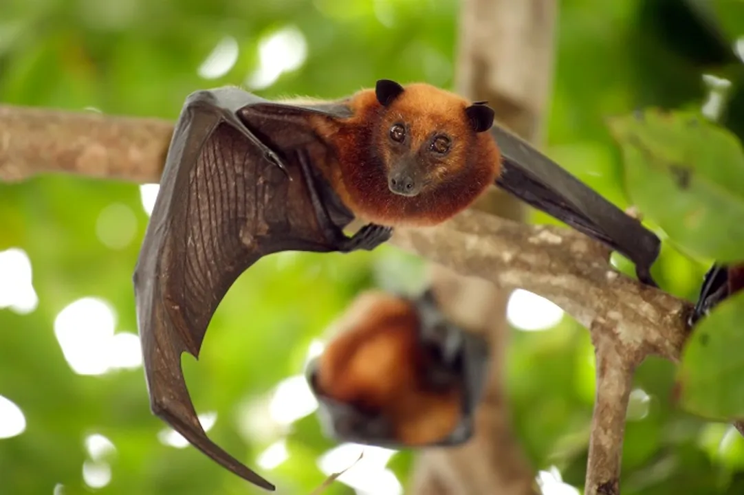  Nipah virus claims 10 lives in Kerala, two serious