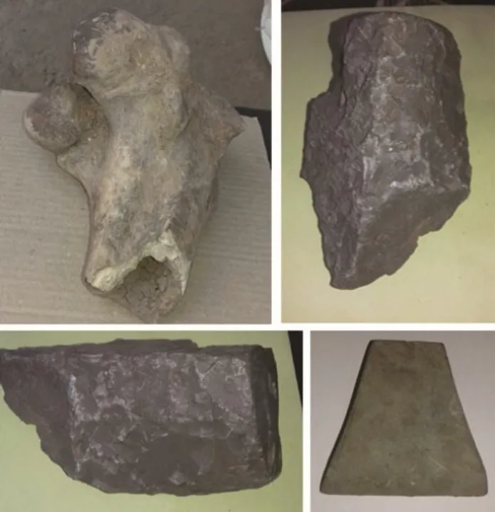  Ancient animal fossils found in Odisha
