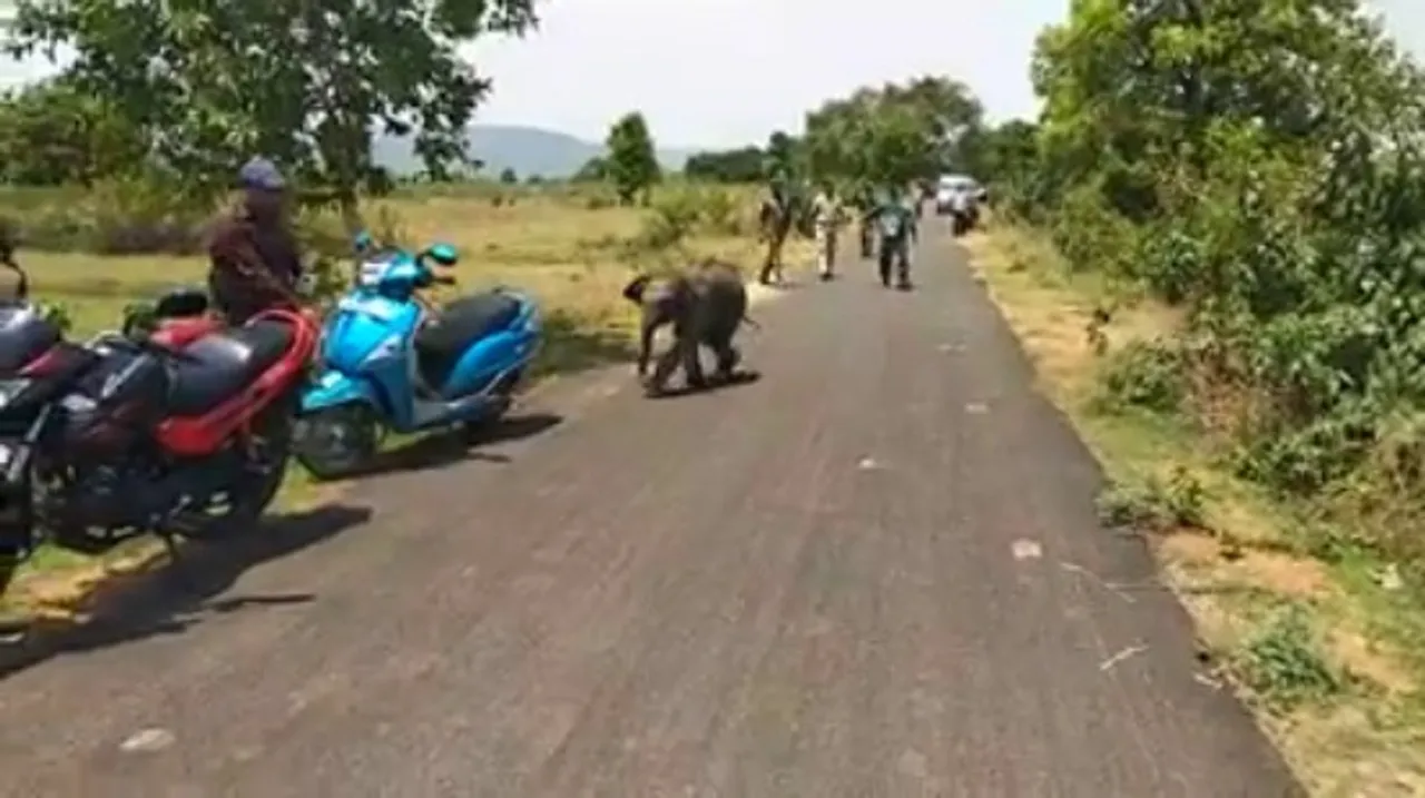  Rescued elephant calf to be sent to Kapilash zoo in Odisha