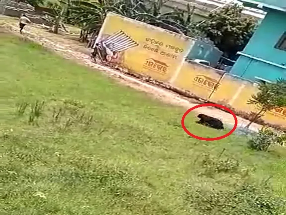  Watch: Panic grips as wild bear strays into human habitation in Odisha