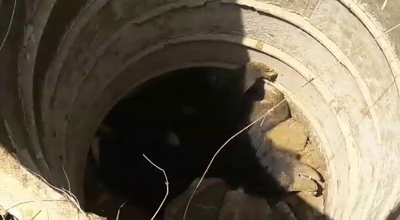  Three bears including two cubs rescued from well in Odisha