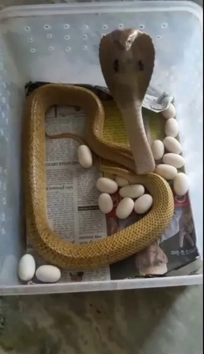  Cobra filmed laying 23 eggs in Odisha capital, video goes viral
