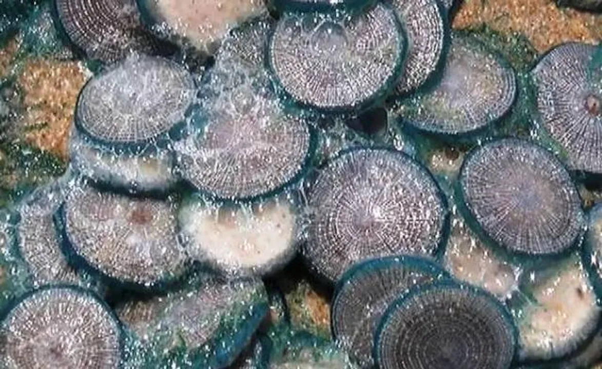  Hundreds of jellyfishes found at Chilika sea mouth in Odisha