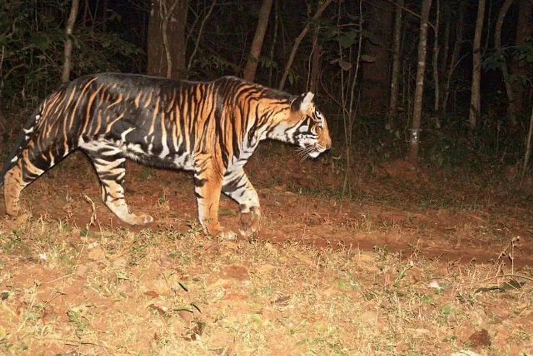  Four melanistic tigers spotted second time in Odisha forest
