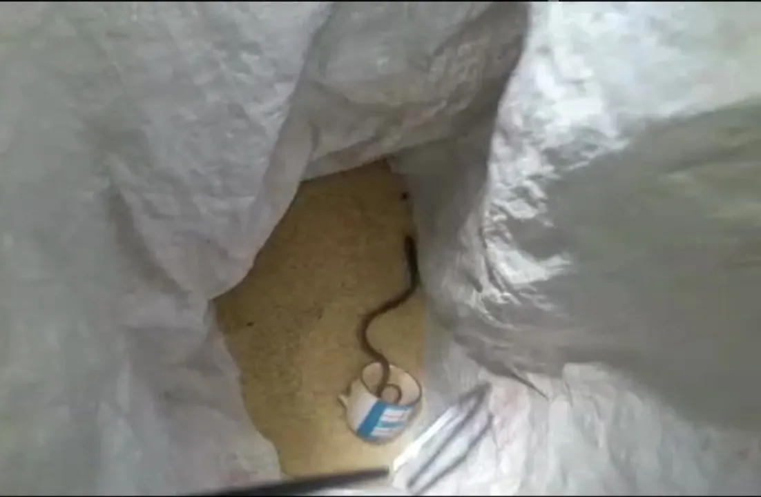  Watch: Baby cobra rescued from rice bag in girls hostel in Odisha capital