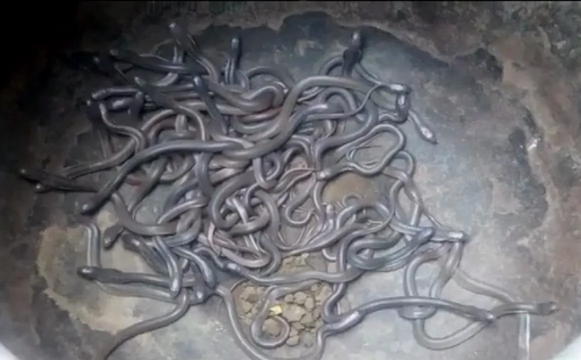  Watch: Over hundred baby cobras rescued from house in Odisha