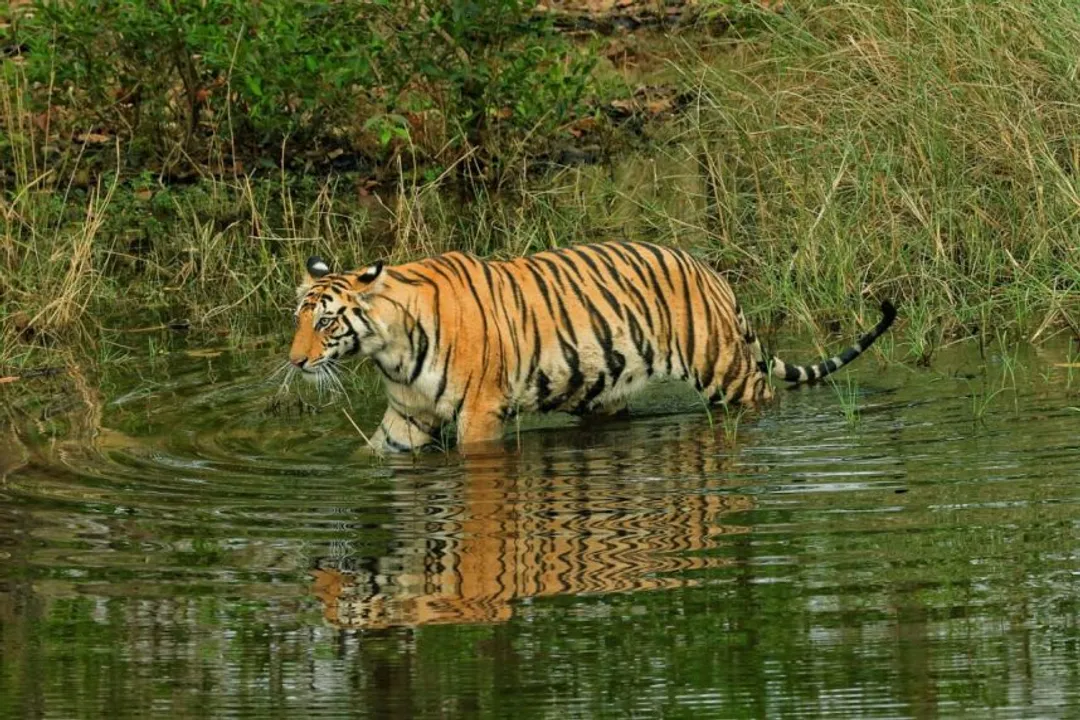  Odisha's Satkosia gets Royal Bengal tigress from Madhya Pradesh