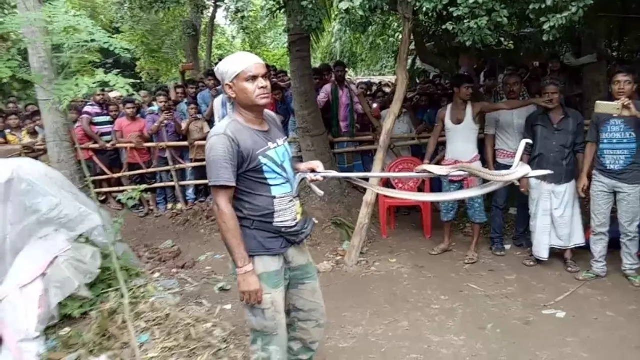  After 126 snake hatchlings, three more cobras rescued from house in Odisha
