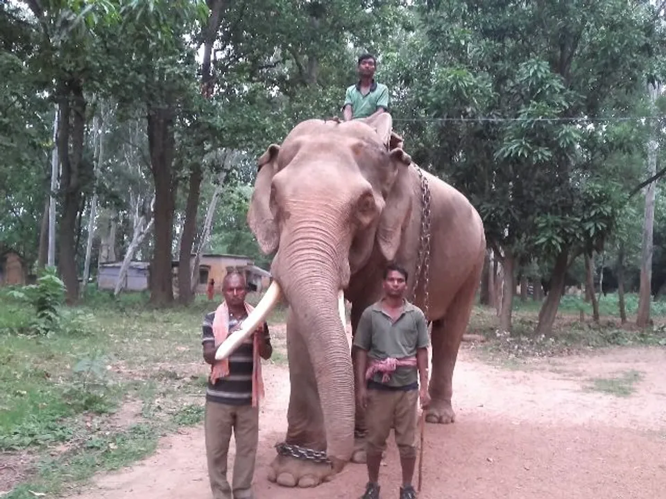  Odisha: Similipal elephants to keep watch on big cat's movement in Satkosia