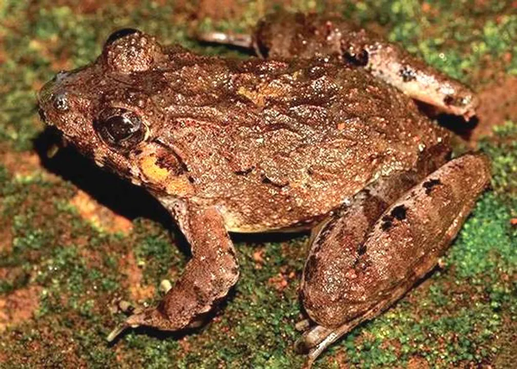  Fejervarya Kalinga - The new frog species named after Odisha's ancient kingdom