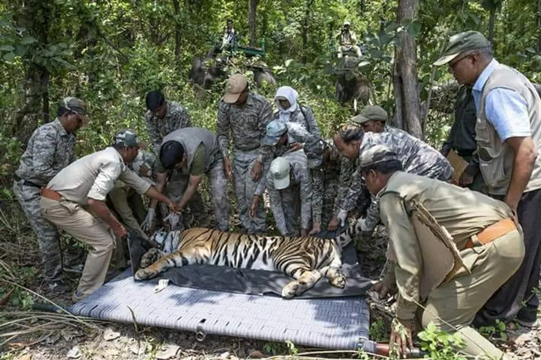  Big cat reaches Odisha's Satkosia Tiger Reserve from MP. Watch video