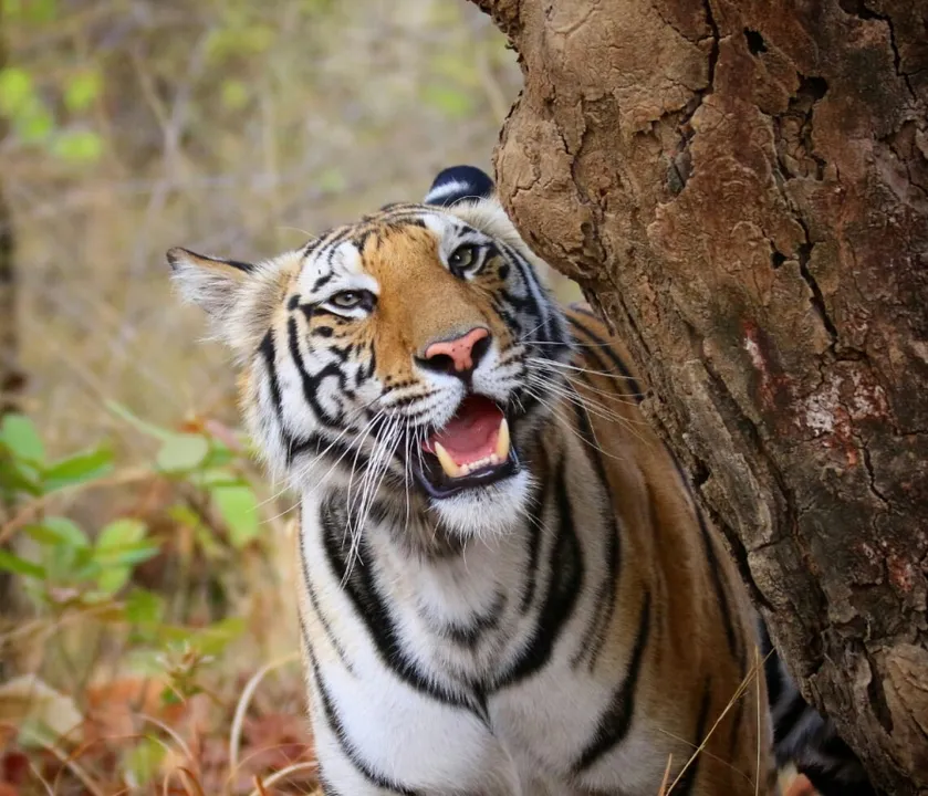  Viral video: Tigress pounces on dog in Ranthambore