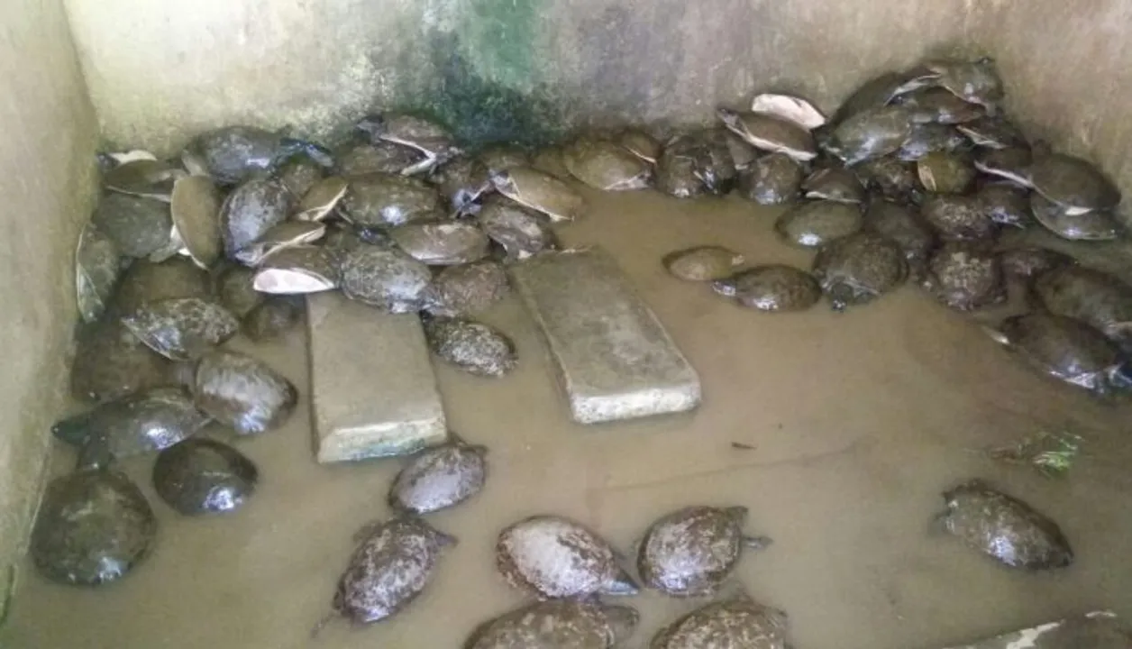  Over 100 tortoises seized from smugglers in Odisha, two arrested