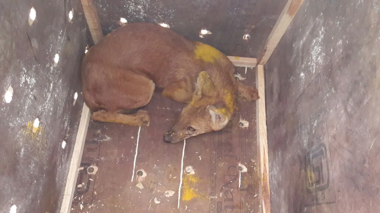  Odisha zoo welcomes five new animals from Mizoram