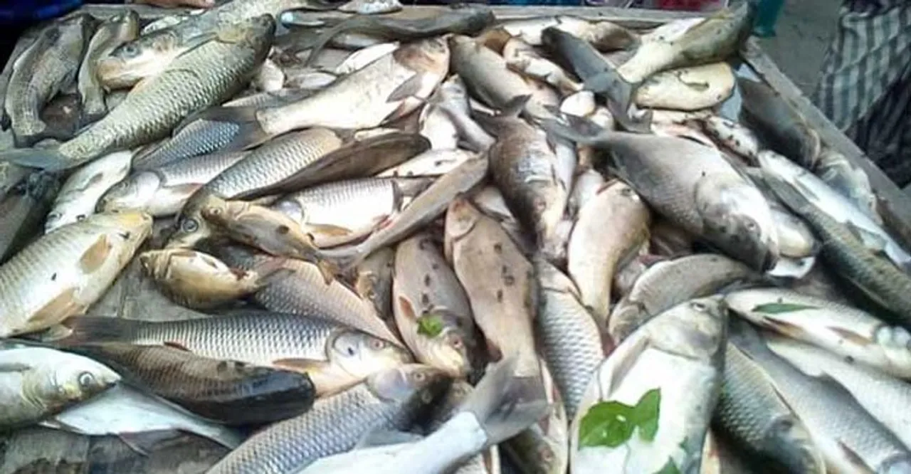  Odisha Govt rules out formalin content in freshwater fishes  