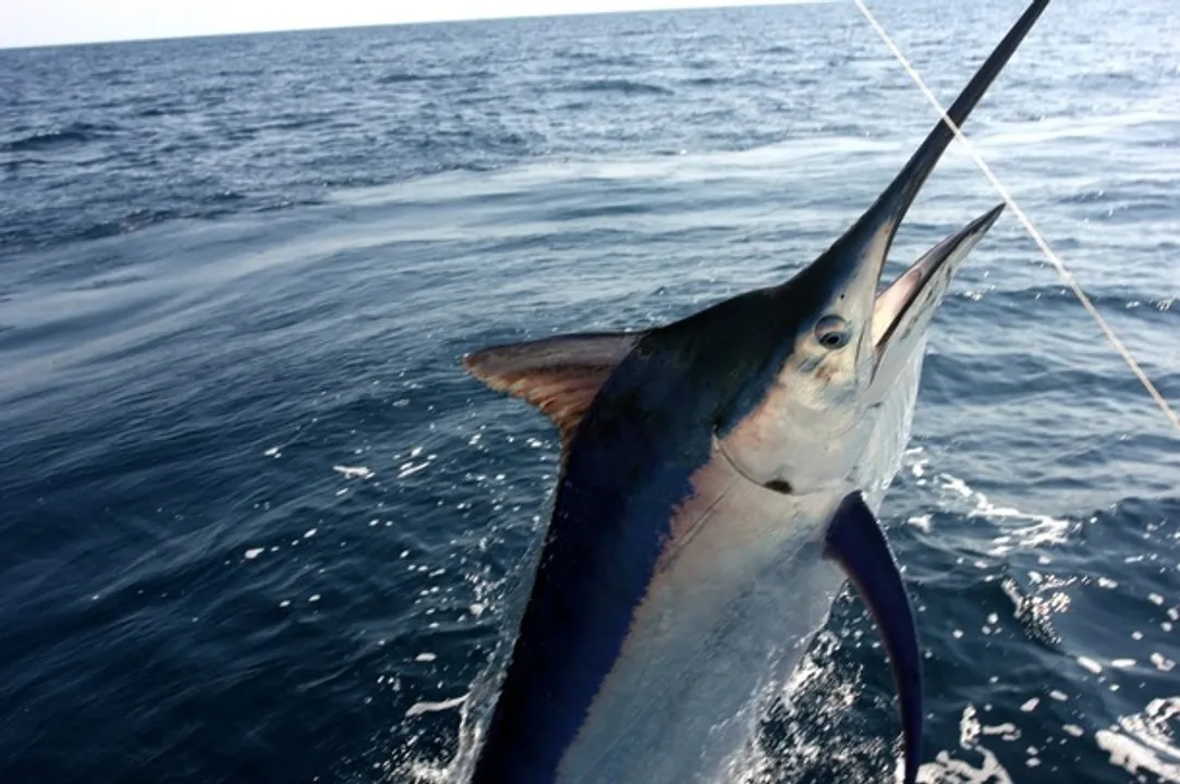  185 kg Black Marlin fish caught in Odisha’s Dhamra
