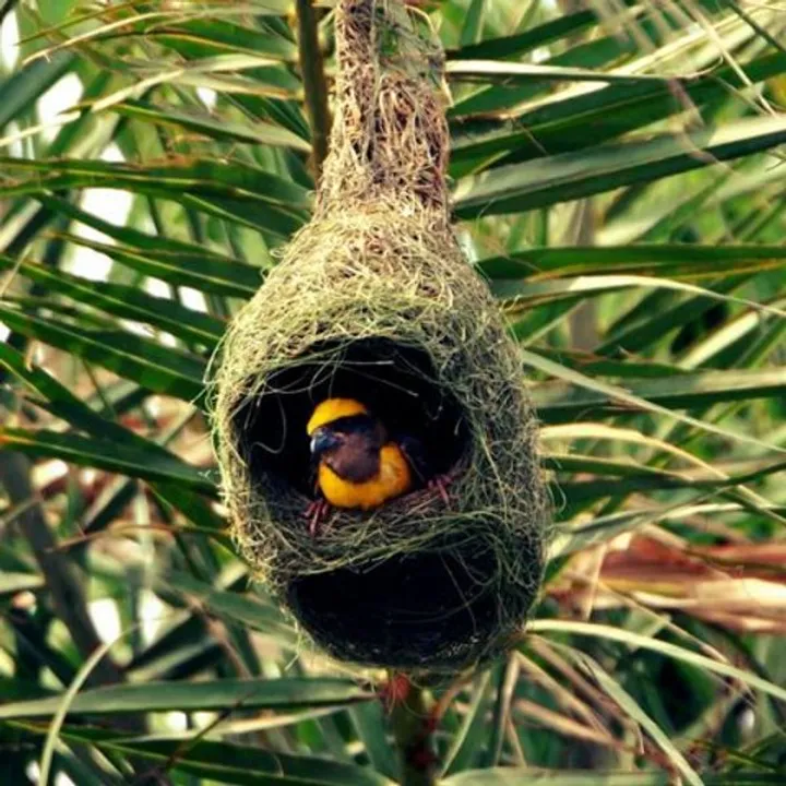  Number of Baya weavers rises to 11,676 in Odisha