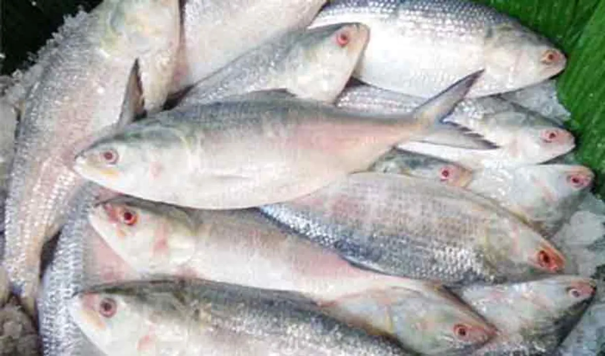  Formalin in pomfret: Officials target fish markets in coastal Odisha
