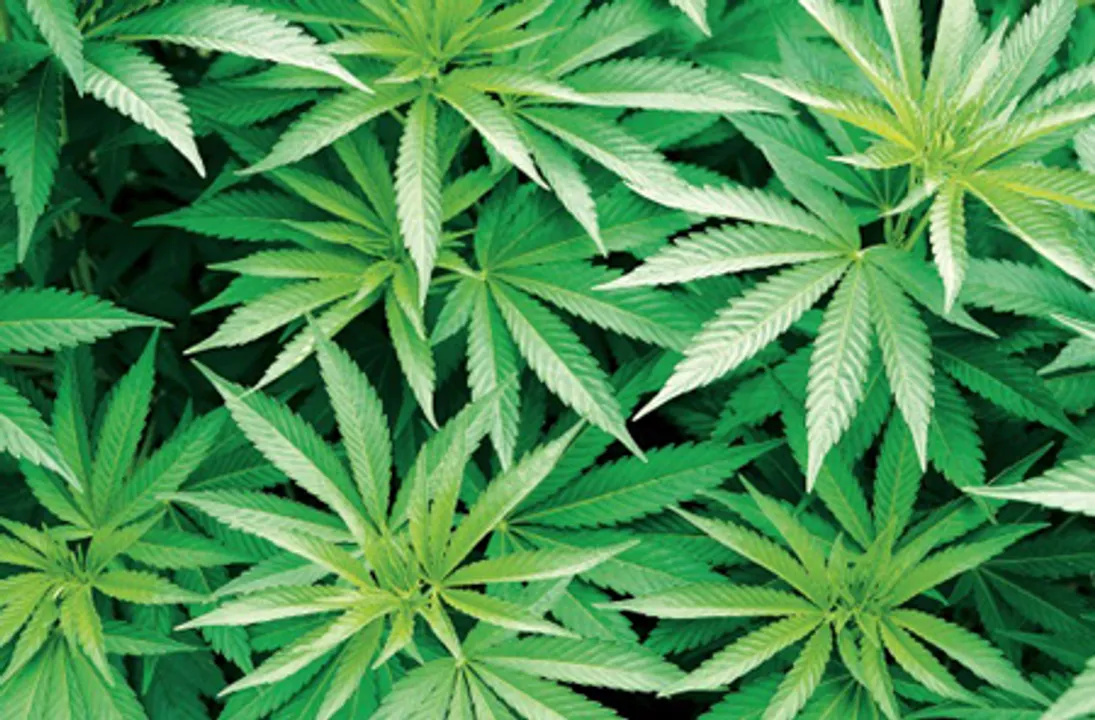  APR Constable arrested for ganja smuggling in Odisha