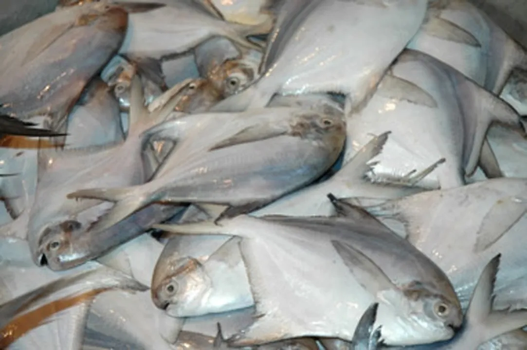  Shocking! Cancer causing 'formalin' found in fishes in Odisha