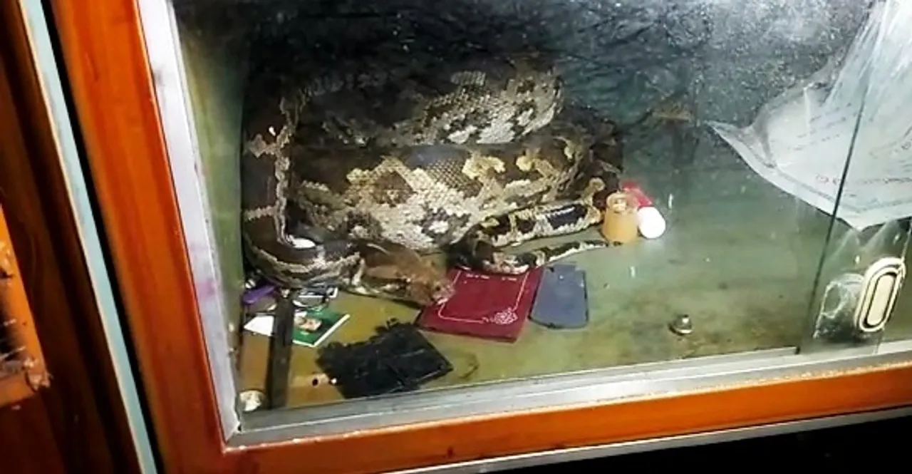 12-feet-long python rescued from showcase inside house in Odisha