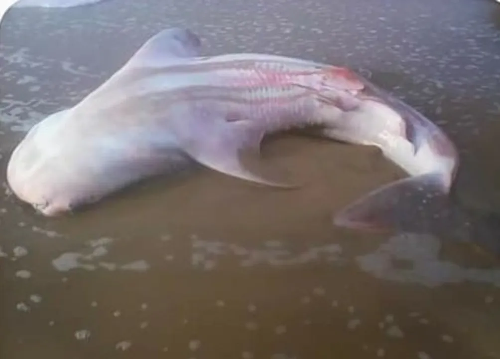  Rare whale shark spotted off Odisha coast