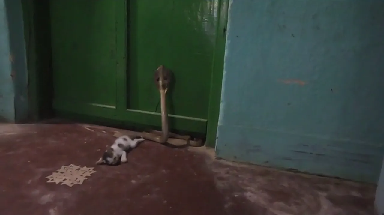  Cat loses kitten to save master from cobra in Odisha