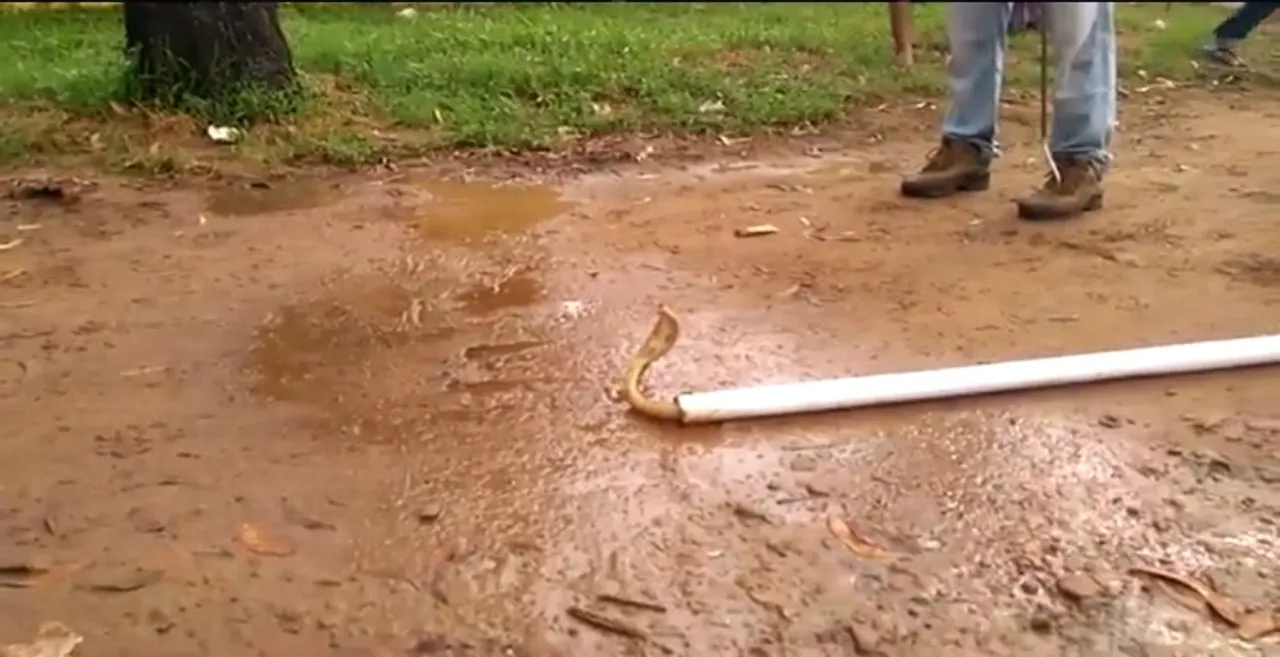  Cobra rescued from flag hoisting pipe in college hostel. Watch video
